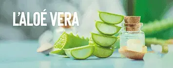 L’Aloé Vera, pour une cosmétique naturelle